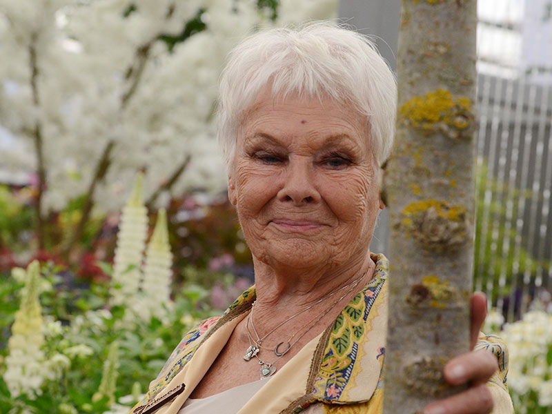 Judi Dench with Ulmus 'New Horizon'