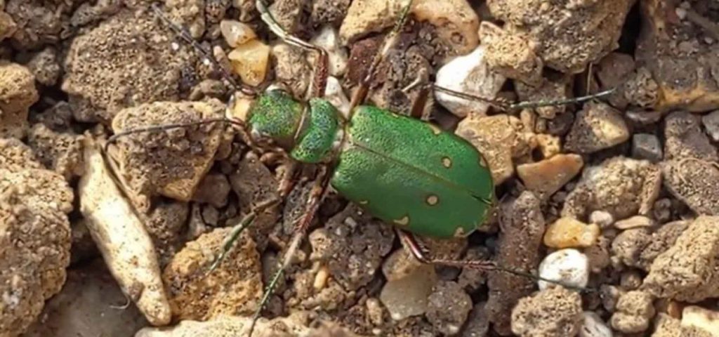 Green Tiger Beetle