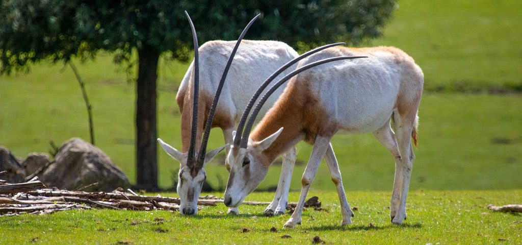 Scimitar-horned oryx