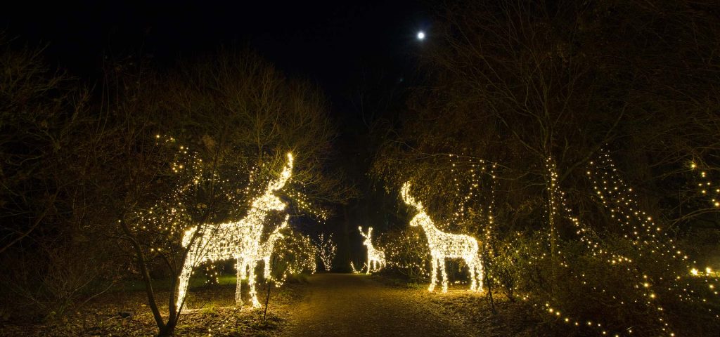 Light Up Sir Harold Hiller Gardens at Christmas