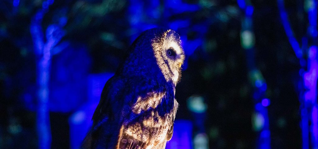 Winter Woodland Lights at The Hawk Conservancy Trust