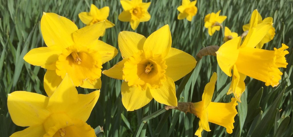 daffodils