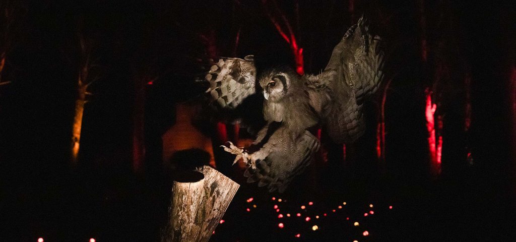 Winter Woodland Lights 2024